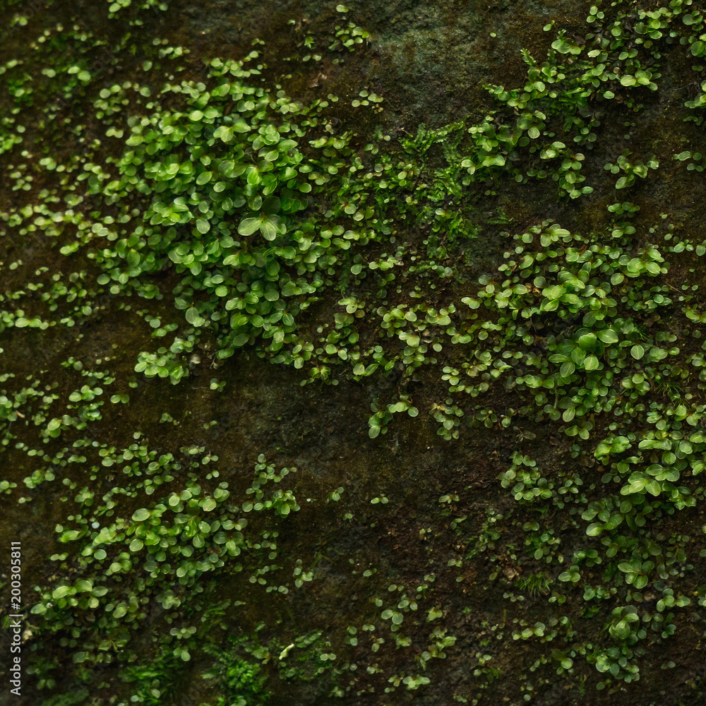 Beautiful relief and texture of stone with patterns. Stone background. Photographed on a sunny day in the spring in the Ukrainian Carpathians. Stone wallpaper Beautiful relief and texture of stone with patterns. Stone background. Photographed on a sunny day in the spring in the Ukrainian Carpathians. Stone wallpaper
