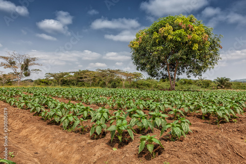 Rural plantation in the middle of the cabinda jungle. Angola, Africa.