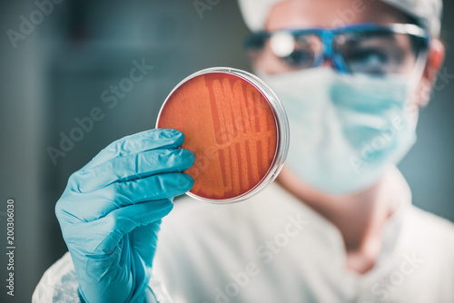 Microbiologist inspecting petri dish, observing bacteria growth photo