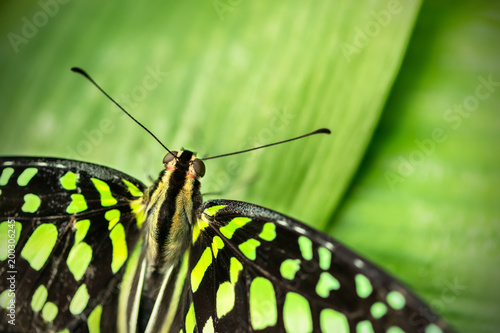 Beautiful butterfly Tailed jay, Graphium agamemnon in tropical forest © Jag_cz