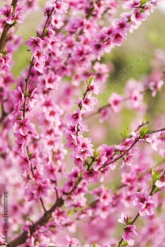 spring tree blossom. tree flowering. spring wallpaper