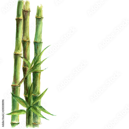 Fototapeta Naklejka Na Ścianę i Meble -  Green bamboo plants isolated on white background