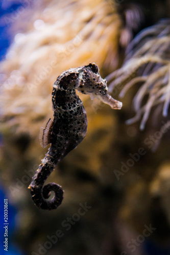 Estuaru seahorse in the blue ocean