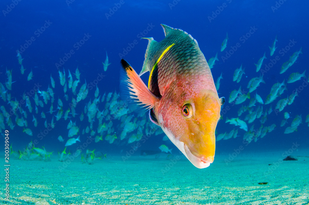 Obraz premium Reef fishes from the sea of cortez, mexico