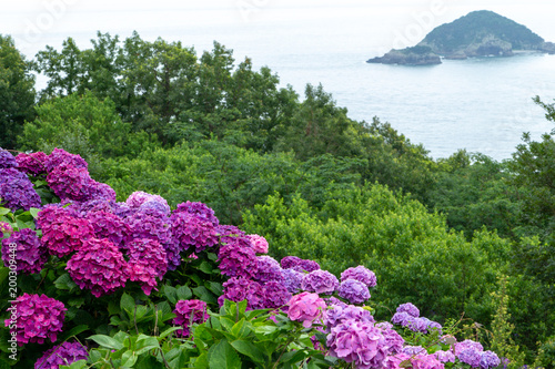 紫陽花の咲く季節19
