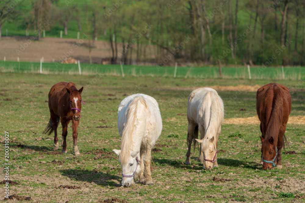 Fototapeta premium Pferde