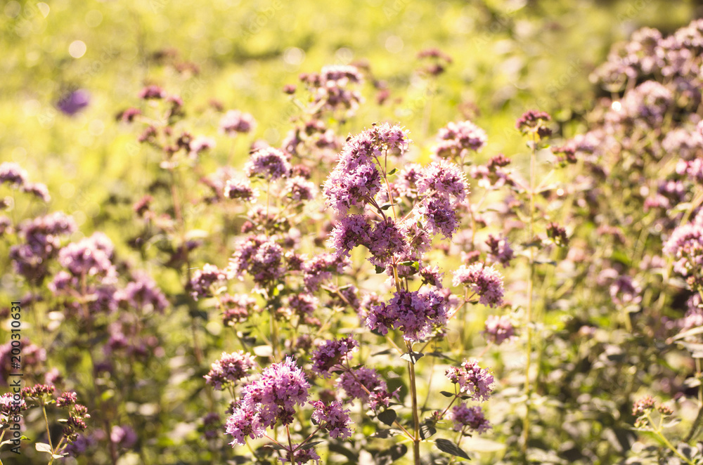 Obraz premium Flowering oregano in the summer garden.