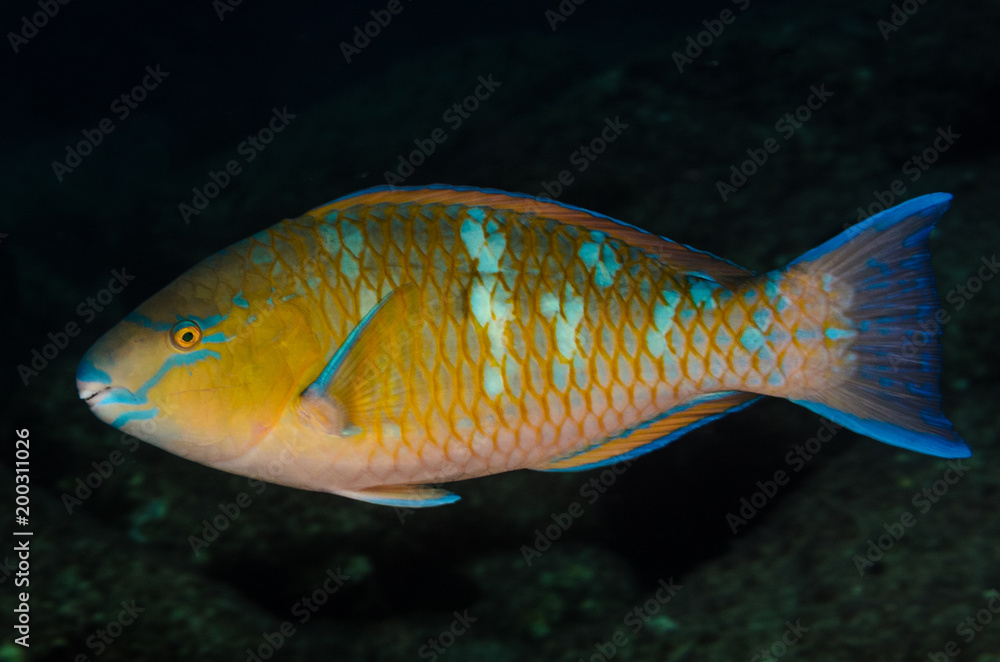 Obraz premium parrotfish, feeding in a shipwreck at night. reefs of the Sea of Cortez, Pacific ocean. Cabo Pulmo, Baja California Sur, Mexico.