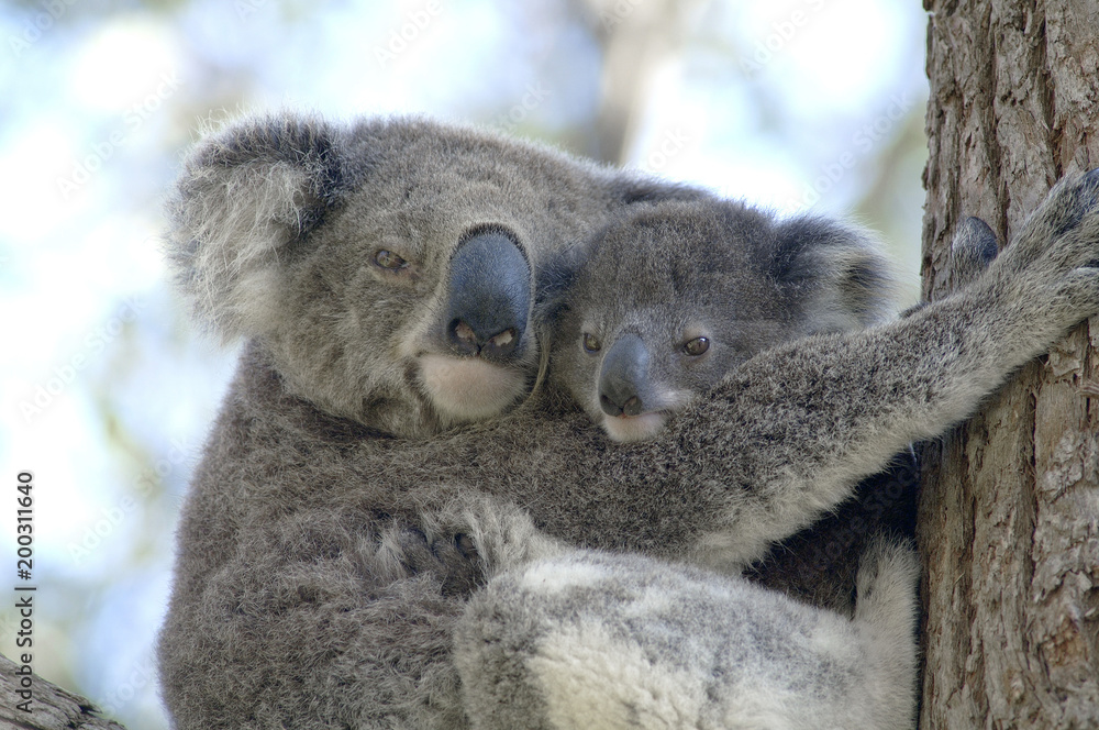 Naklejka premium koala with baby Anna bay, New South Wales, Australia.
