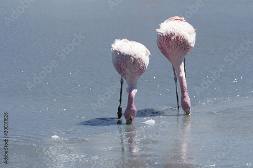 Pink flamingos at Laguna Chiarkota - Chair KKota (4700 mt) is a shallow saline lake in the southwest of the altiplano of Bolivia, close to the border with Chile photo