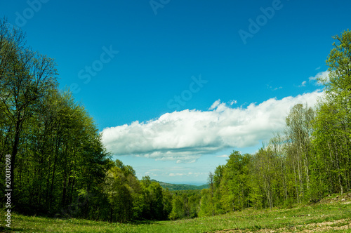 Blue sky, green field, and forest