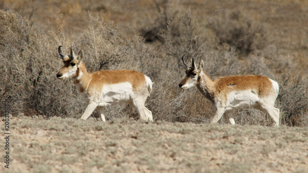 Obraz premium Pronghorn Antelope Southeastern Utah Desert Near Colorado Border