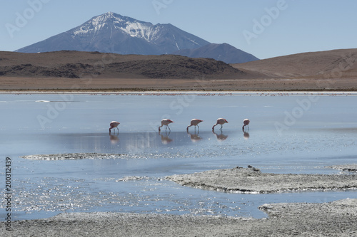 Pink flamingos at Laguna Chiarkota - Chair KKota (4700 mt) is a shallow saline lake in the southwest of the altiplano of Bolivia, close to the border with Chile photo