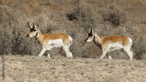 Pronghorn Antelope Southeastern Utah Desert Near Colorado Border