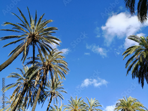 Palmen und blauer Himmel Hintergrund