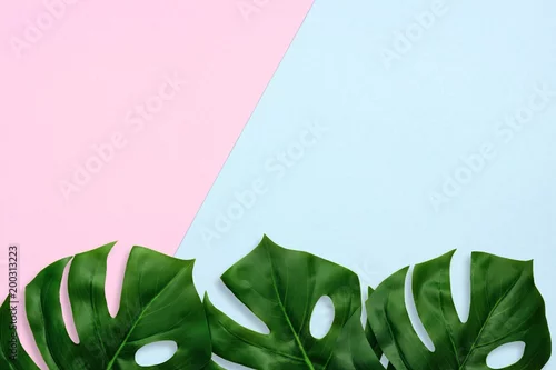 Obraz Tropikalne liście palmowe na pastelowym różowym i niebieskim tle. Dolna granica. Minimalna natura. Leżał płasko. Widok z góry.