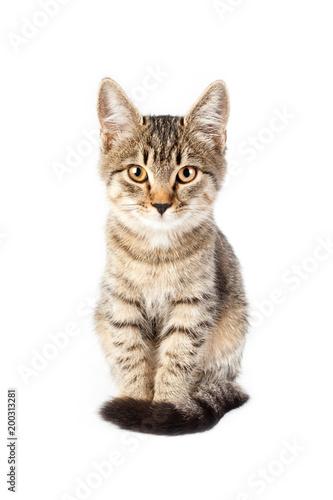 portrait of a thoroughbred striped funny cat © Natalya Antoshchenko