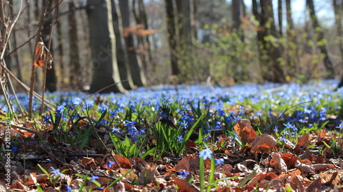 Bluebell wood (Tiergarten, Berlin, Apr 2018)