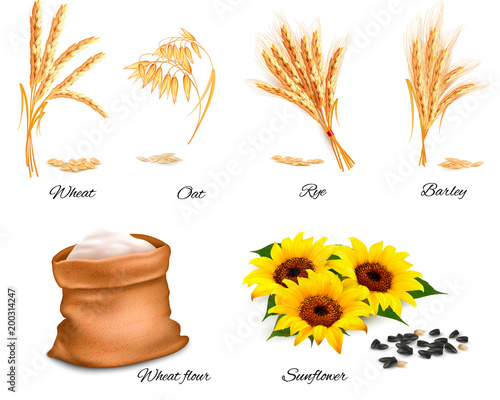 Ears of wheat, oat, rye, sunflower and barley. Vector illustration.