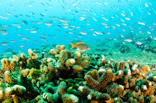 Coral reef scenics of the Sea of Cortez  Baja California Sur  Mexico. 