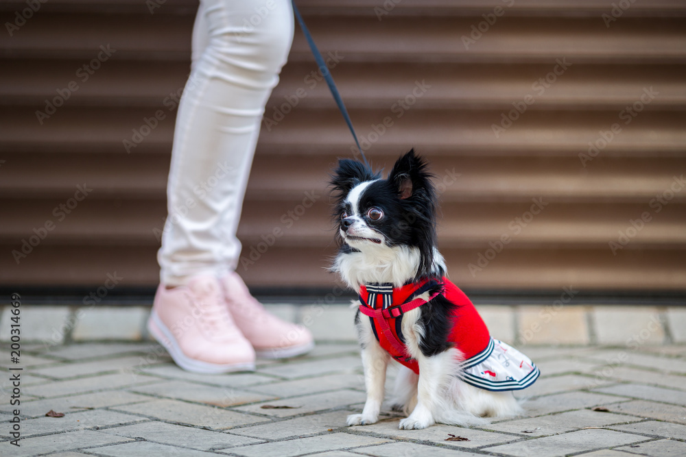 A black fluffy white, long-haired funny dog with emale sex with larger eyes the Chihuahua breed, dressed in red knitted dress. The animal sits near feet of owner woman background of garage outside