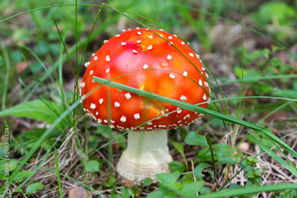 Mushroom Amanita muscaria. Commonly known as the fly agaric or fly amanita Mushroom Amanita muscaria. Commonly known as the fly agaric or fly amanita