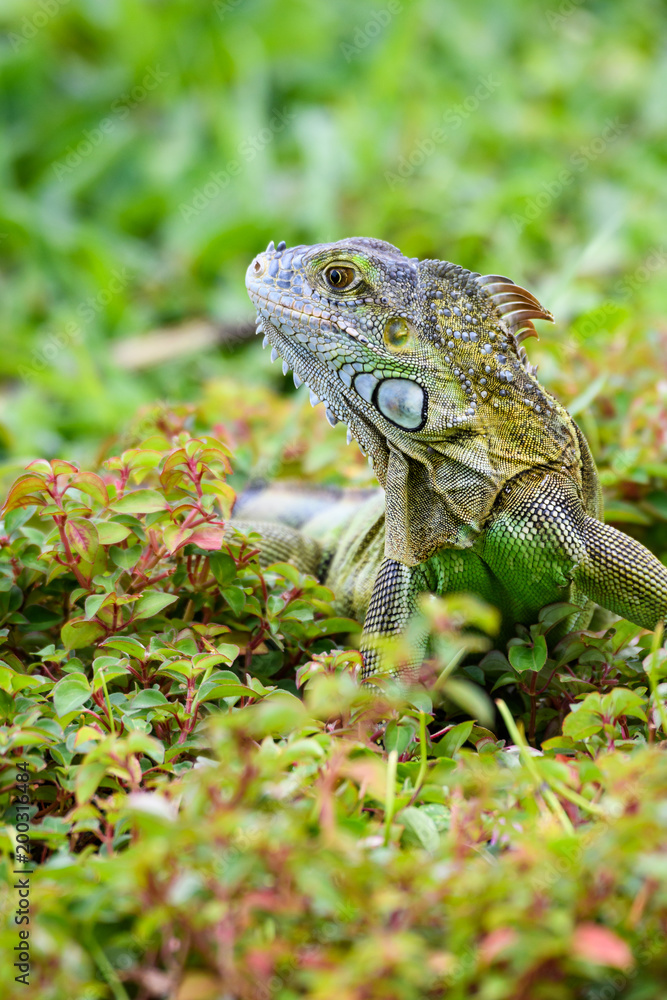 Obraz premium Shades of green, vertical portrait of a juvenile iguana in a green environment 
