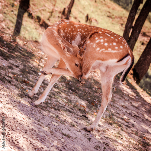 Close-up of a white tail deer  doe  fawn washing itself