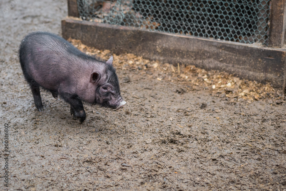a little black pig walks around the yard a little black pig walks around the yard