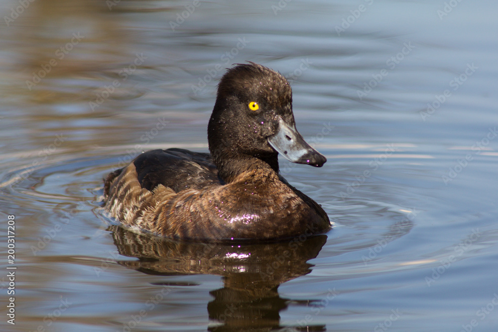 Wild duck on spring background, duck in the wild.