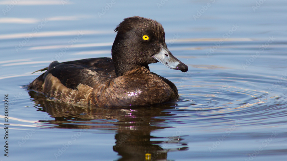 Wild duck on spring background, duck in the wild. Wild duck on spring background, duck in the wild.