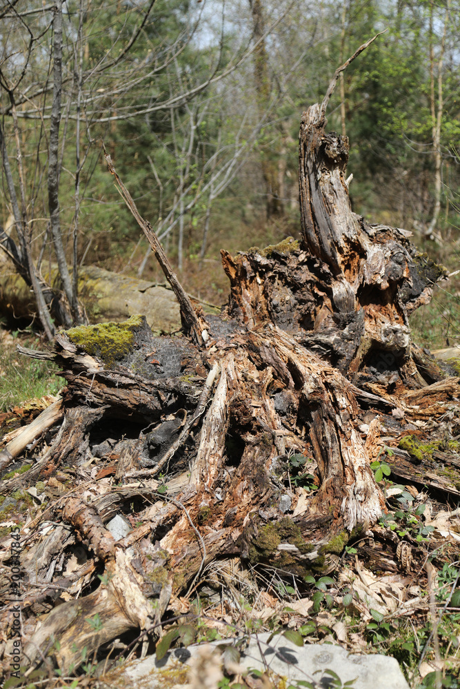arbre arbre