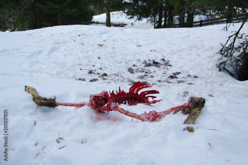 The skeleton of a roe deer killed and eaten by wolves