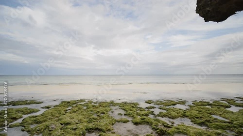 Flowering algae on the coast of the island of Bohol. Philippines. Evening time. photo