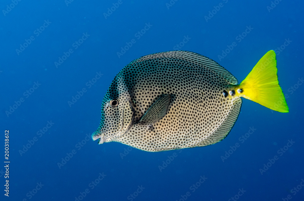 Fototapeta premium (Prionurus punctatus) Yellowtail Surgeonfish. reefs of the Sea of Cortez, Pacific ocean. Cabo Pulmo, Baja California Sur, Mexico.