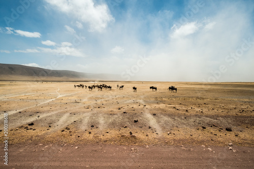 Herd of animals in arid plain, Tanzania