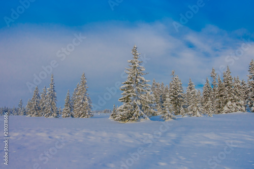 Beautiful outdoor view during winter in Bagnsasen region with trees covered with snow in the forest in Norway © Fotos 593