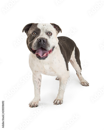 American Staffordshire Terrier Purebred Dog