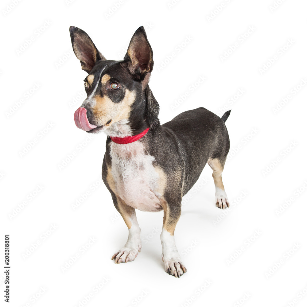 Chihuahua Crossbreed Dog Licking Nose Chihuahua Crossbreed Dog Licking Nose