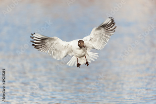 Black-headed gull bird in flight at lake