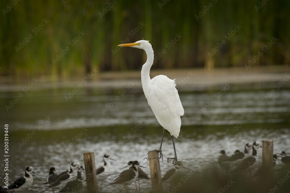 Fototapeta premium Great White Egret