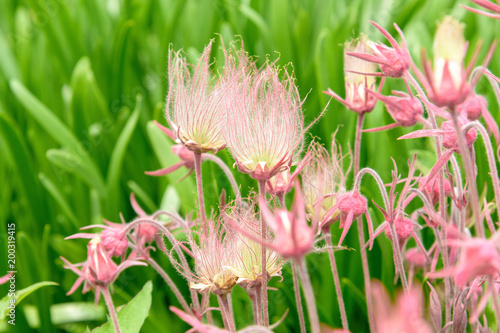 Closeup of Prairie Smoke flowers Geum triflorum  photo