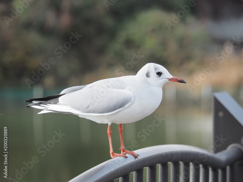 柵の上に止まる白い鳥