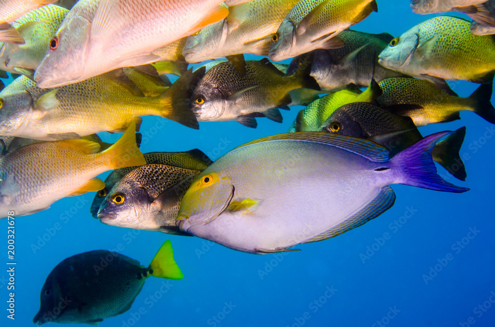 Obraz premium purple surgeonfish