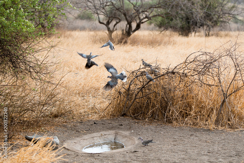 Africa Morning Doves