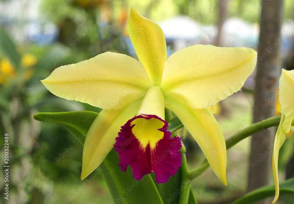 Fototapeta premium yellow orchid in the garden