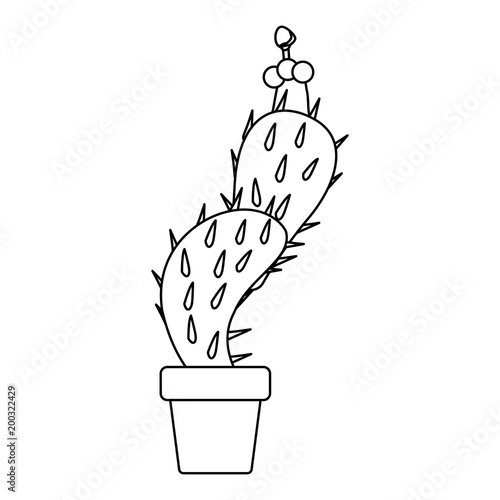 nopal cactus in pot