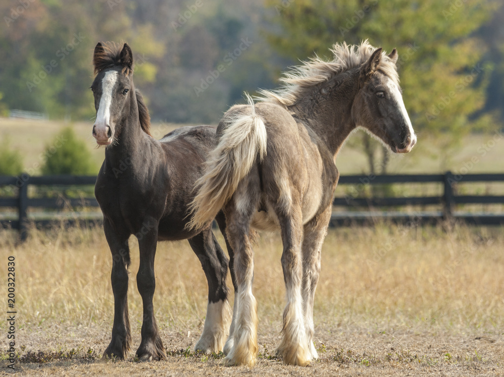 Gypsy Vanner Horse weanlings in pasture Gypsy Vanner Horse weanlings in pasture