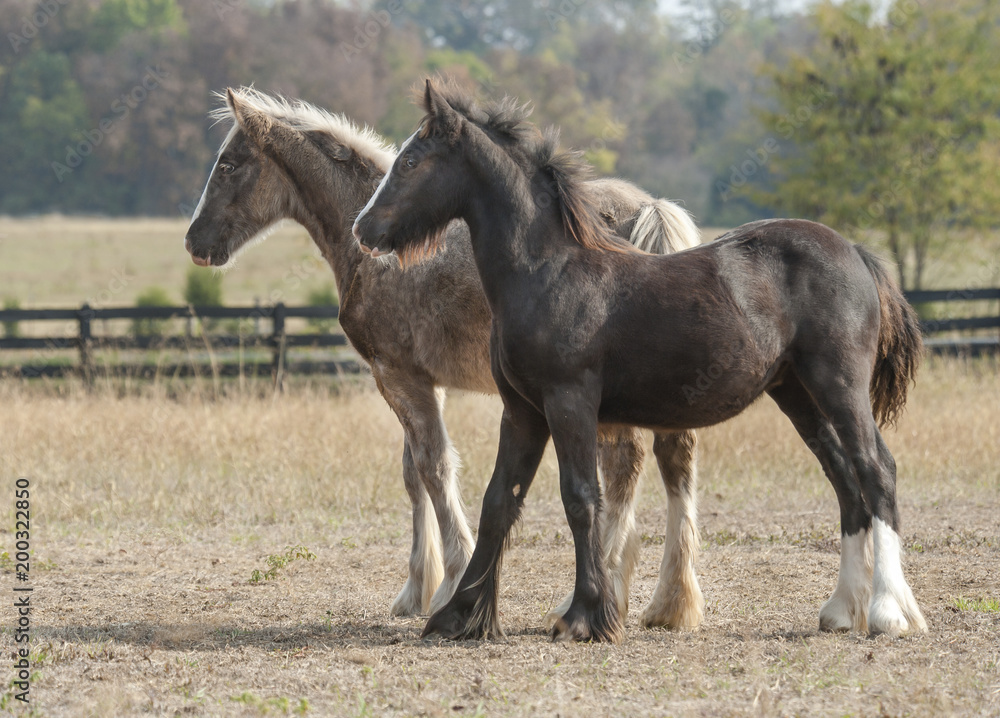 Gypsy Vanner Horse weanlings in pasture Gypsy Vanner Horse weanlings in pasture