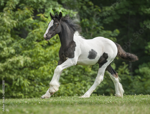 Gypsy Vanner Horse weanling filly 